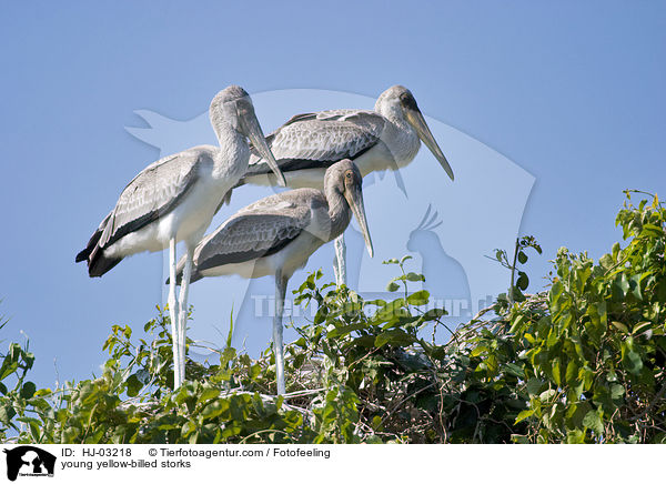 young yellow-billed storks / HJ-03218