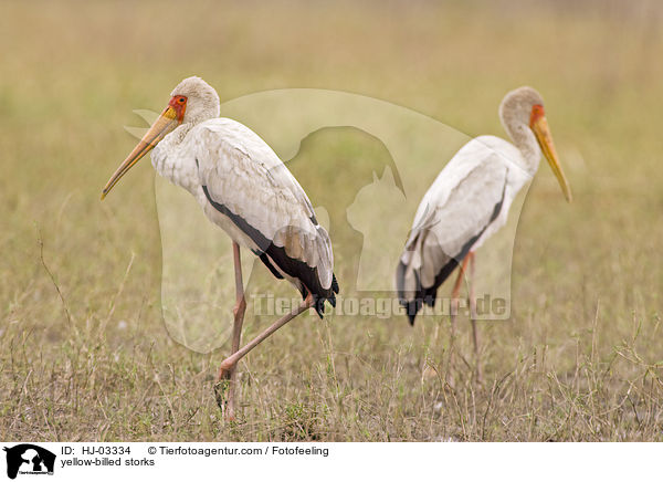 yellow-billed storks / HJ-03334