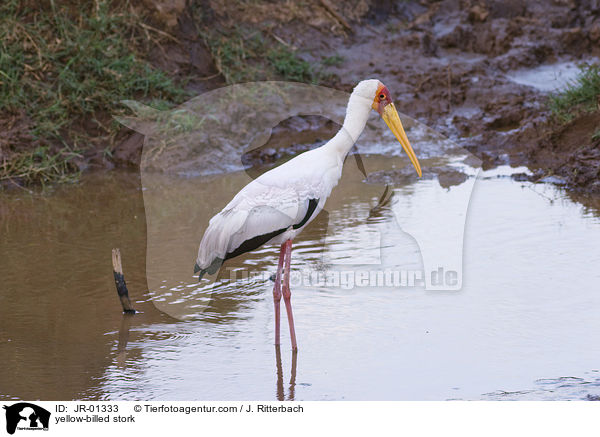 yellow-billed stork / JR-01333