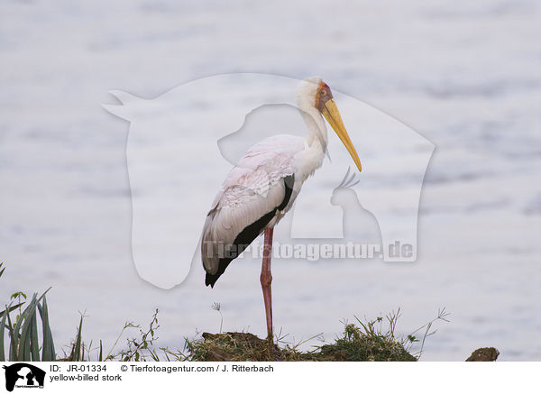 yellow-billed stork / JR-01334