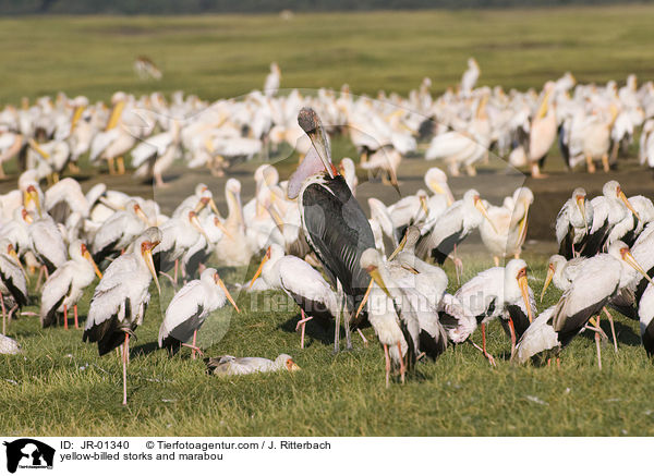 yellow-billed storks and marabou / JR-01340