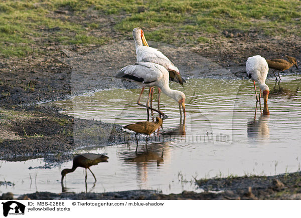 yellow-billed storks / MBS-02866