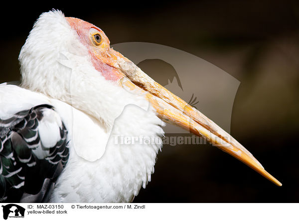 yellow-billed stork / MAZ-03150