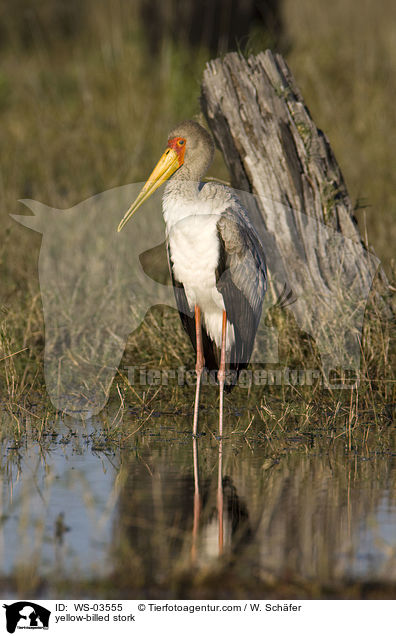 yellow-billed stork / WS-03555
