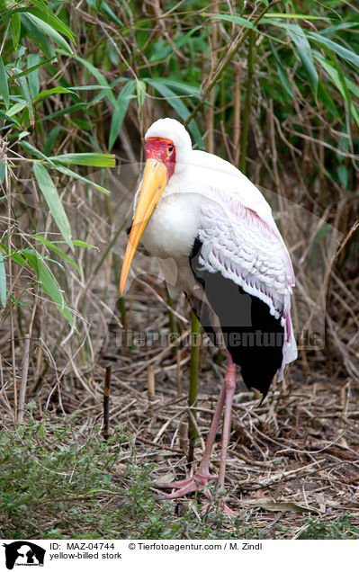 yellow-billed stork / MAZ-04744