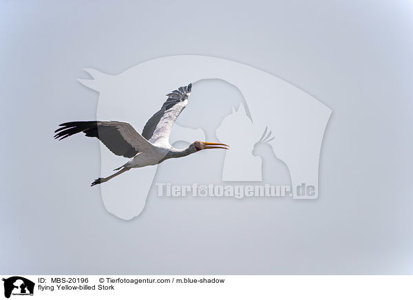 fliegender Nimmersatt / flying Yellow-billed Stork / MBS-20196
