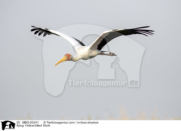 fliegender Nimmersatt / flying Yellow-billed Stork / MBS-20241