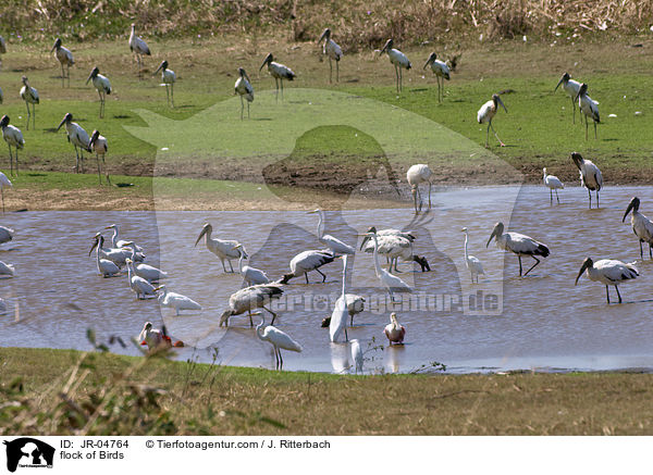 Vogelschwarm / flock of Birds / JR-04764
