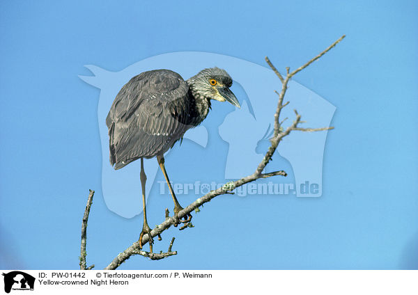 Krabbenreiher / Yellow-crowned Night Heron / PW-01442