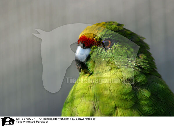 Springsittich / Yellow-fronted Parakeet / SS-00297