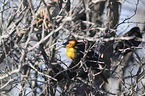 yellow-headed blackbird