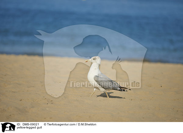 Mittelmeermwe / yellow-legged gull / DMS-09021