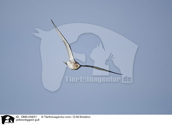 Mittelmeermwe / yellow-legged gull / DMS-09851