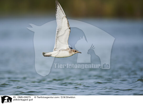 Mittelmeermwe / yellow-legged gull / DMS-09875