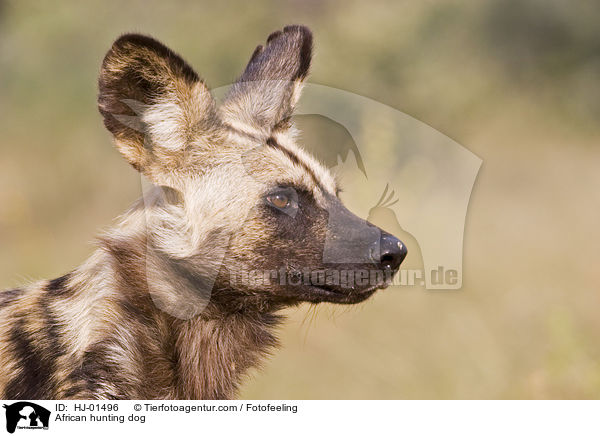 African hunting dog / HJ-01496