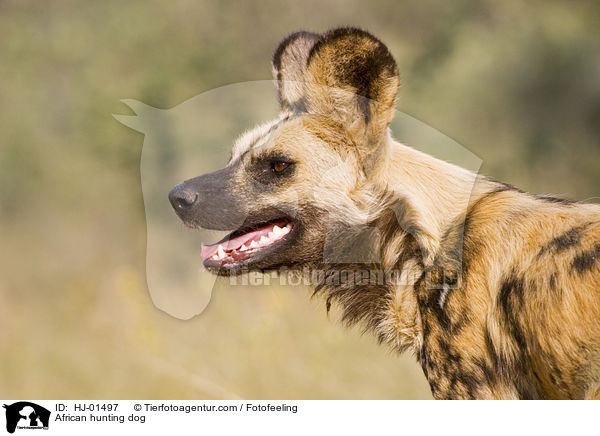 African hunting dog / HJ-01497