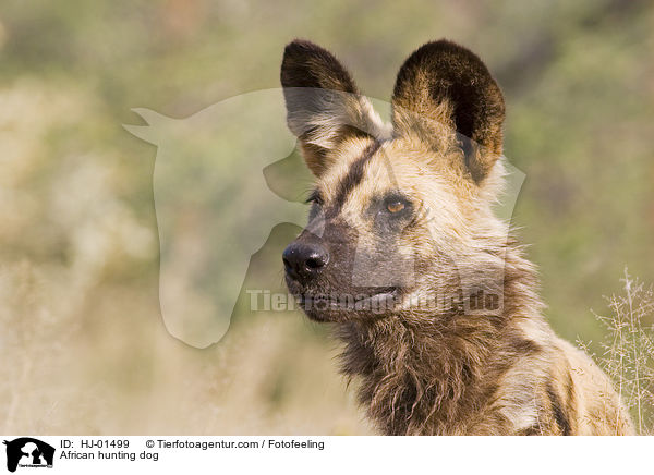 African hunting dog / HJ-01499