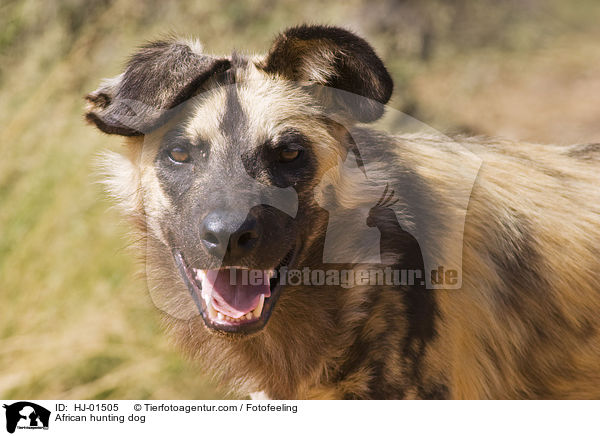 African hunting dog / HJ-01505