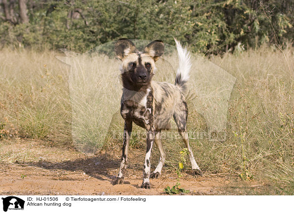 African hunting dog / HJ-01506