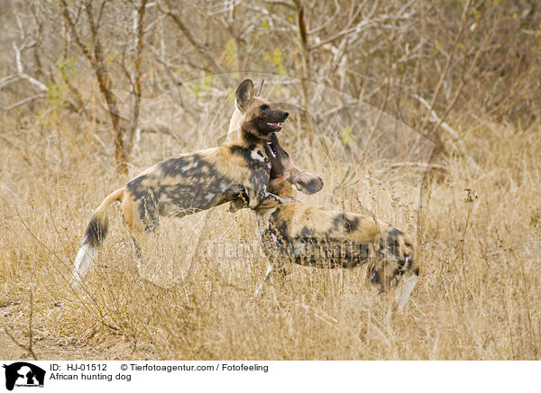 African hunting dog / HJ-01512