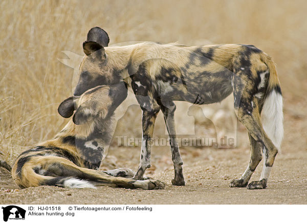 African hunting dog / HJ-01518
