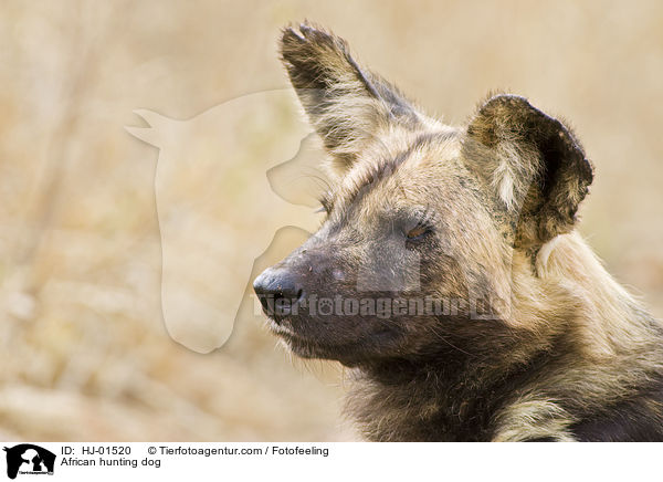 African hunting dog / HJ-01520