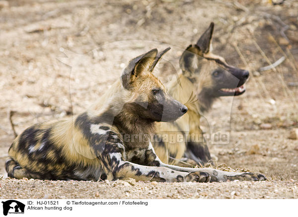 African hunting dog / HJ-01521