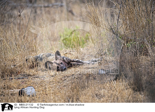 lying African Hunting Dog / MBS-21132