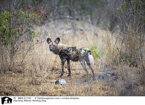 standing African Hunting Dog / MBS-21145