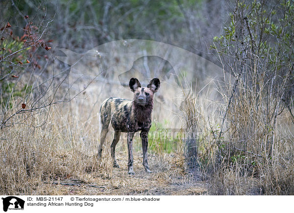 standing African Hunting Dog / MBS-21147