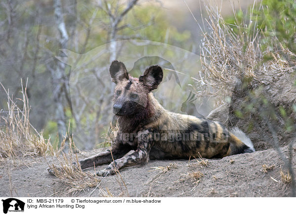 lying African Hunting Dog / MBS-21179