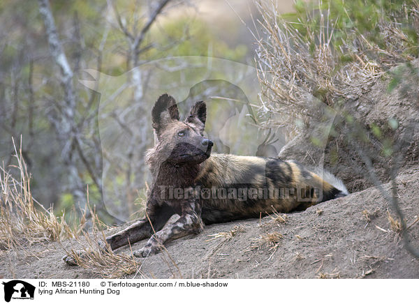 lying African Hunting Dog / MBS-21180