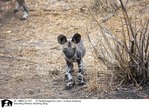 standing African Hunting Dog / MBS-21181