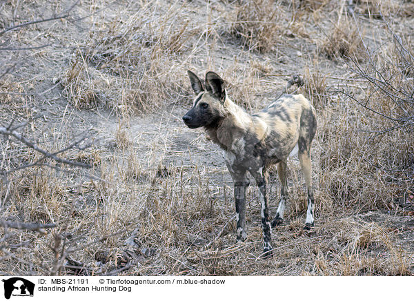 standing African Hunting Dog / MBS-21191