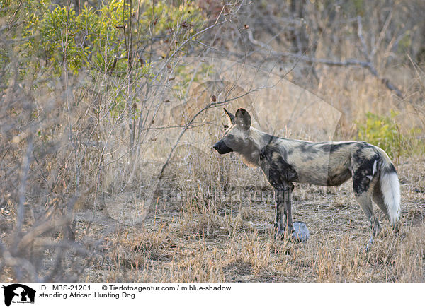 standing African Hunting Dog / MBS-21201