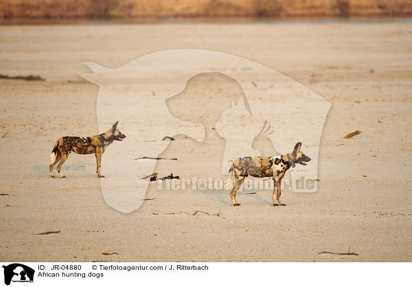 African hunting dogs / JR-04880