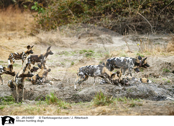 African hunting dogs / JR-04897