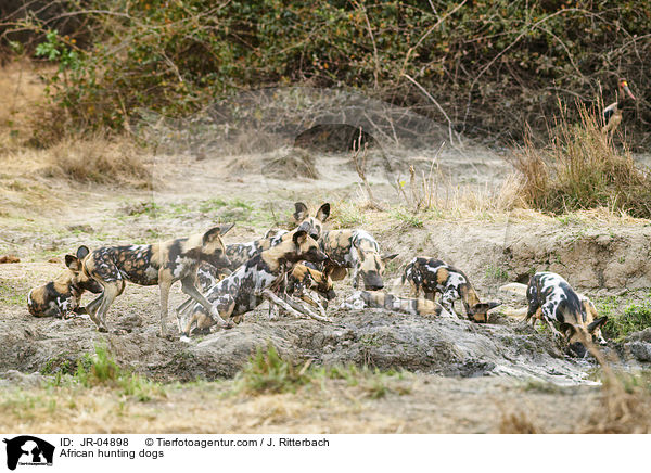 African hunting dogs / JR-04898
