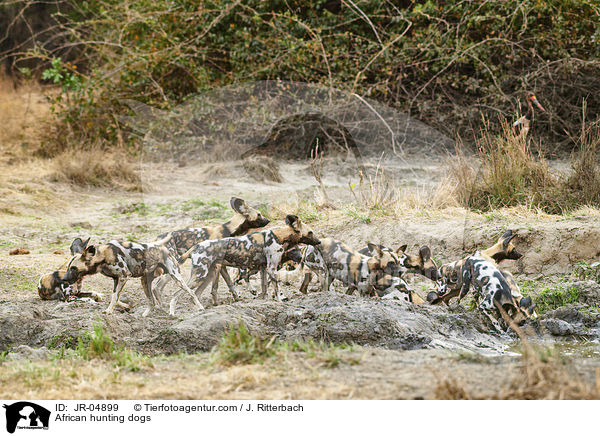 African hunting dogs / JR-04899