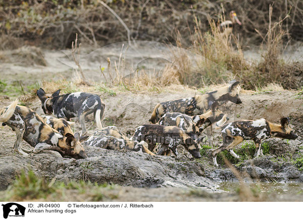 African hunting dogs / JR-04900