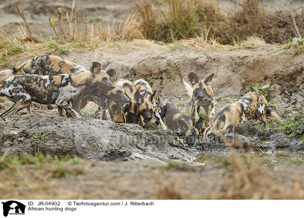 African hunting dogs / JR-04902