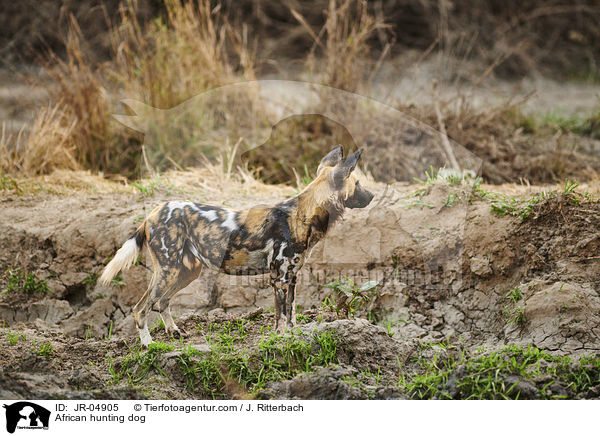 African hunting dog / JR-04905