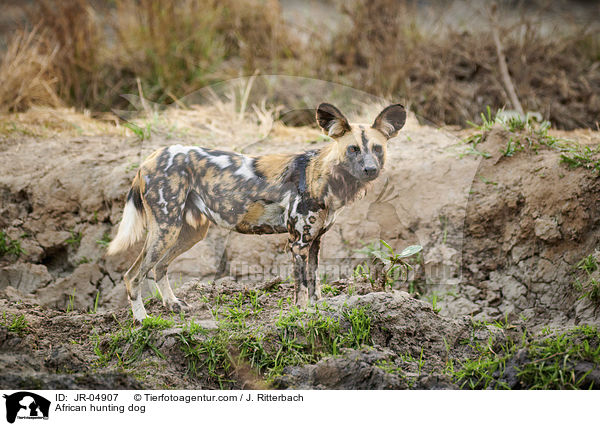 African hunting dog / JR-04907