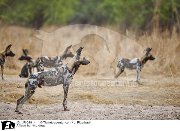 African hunting dogs / JR-04914