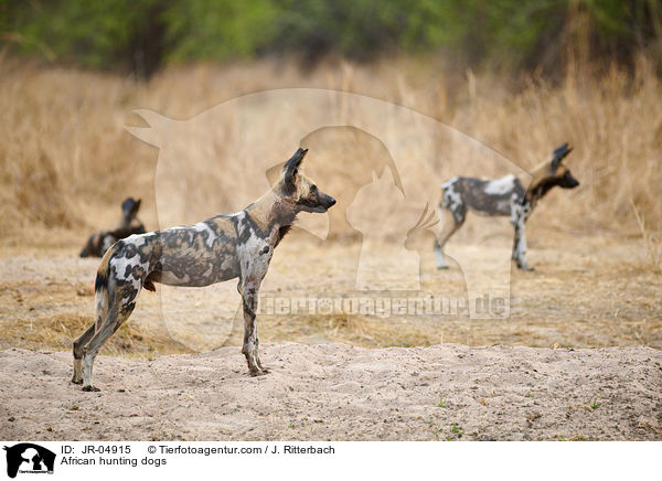 African hunting dogs / JR-04915