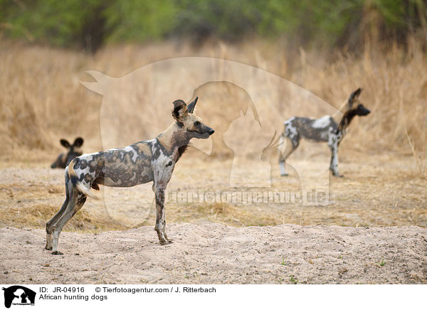 African hunting dogs / JR-04916