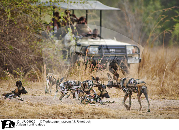 Afrikanische Wildhunde / African hunting dogs / JR-04922