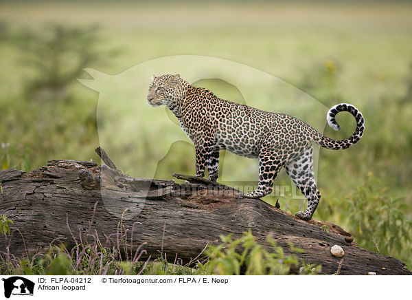 African leopard / FLPA-04212
