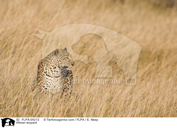 African leopard / FLPA-04213