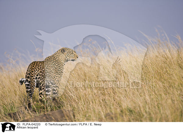 African leopard / FLPA-04220